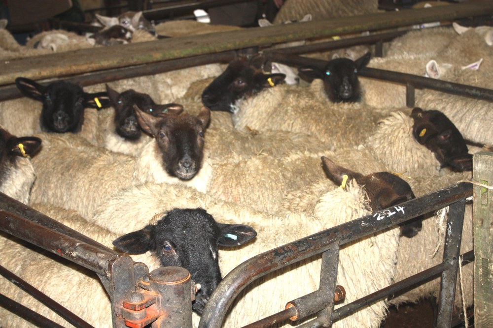 Sheep Sales